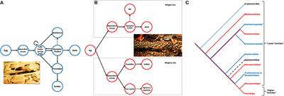 The Plasticity and Developmental Potential of Termites